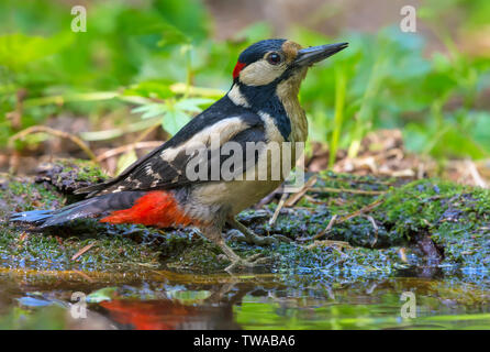 Soaked Male Great spotted woodpecker sits on the ground near a water pond Stock Photo