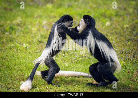 Two Mantled guereza monkeys fighting in grass Stock Photo