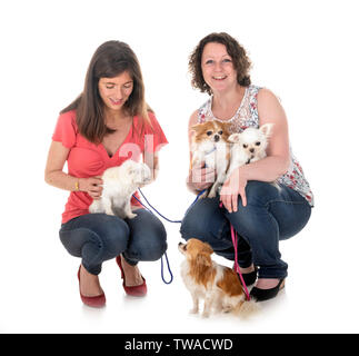 little chihuahuas and women in front of white background Stock Photo