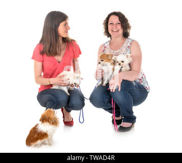 little chihuahuas and women in front of white background Stock Photo