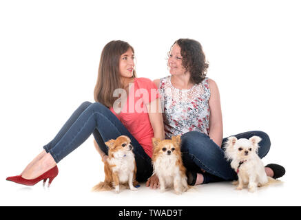 little chihuahuas and women in front of white background Stock Photo