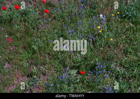 A wild meadow with various flowers, such as common poppy and gold poppy. Stock Photo
