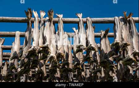 Drying fish in the traditional manner on open air racking, Lofoten Islands, Norway. Stock Photo