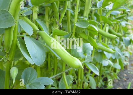 Broad bean pods closeup growing on a plant in a vegetable allotment Stock Photo