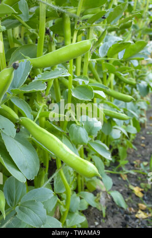 Broad beans growing outdoors in a field ready for picking Stock Photo