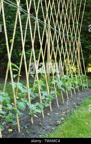 Runner beans growing in a garden, climbing up bamboo canes Stock Photo