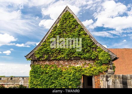 Green ivy is overgrown on an old building with red bricks on a background of blue sky with clouds. Stock Photo