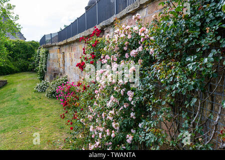 Pink climbing roses growing on the wall of the building. Stock Photo