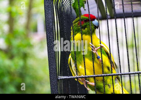 Red-crowned parakeet or red-fronted parakeet, kakariki parrot from New Zealand in cage Stock Photo