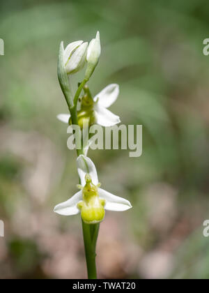 Ophrys apifera var. chlorantha, White bee orchid. Unusual colour caused by a hypochromatic condition that reduces pigmentation. Stock Photo