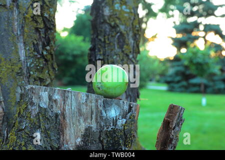 Green apple sitting on the sawed-off trunk of an apple tree Stock Photo