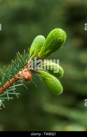 Close up of fresh green sprouts growing on a branch of a pine tree during spring in a forest. Stock Photo