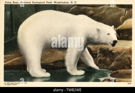 Polar Bear at the National Zoological Park - Washington D.C. Stock Photo
