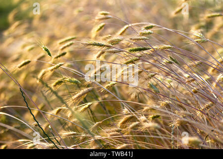Dry grass in the field at sunset Stock Photo