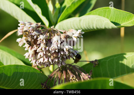 Bee on milkweed flower- Asclepias Stock Photo