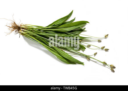 Ribwort (Plantago lanceolata) whole plant-  isolated on a white background Stock Photo