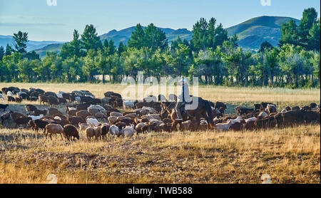 Shepherds nomads on horseback riding grazing sheep in the Kazakh steppe along the road from the city of Ust-Kamenogorsk to the Sibiny lakes (RU: Sibin Stock Photo