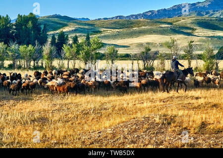 Shepherds nomads on horseback riding grazing sheep in the Kazakh steppe along the road from the city of Ust-Kamenogorsk to the Sibiny lakes (RU: Sibin Stock Photo