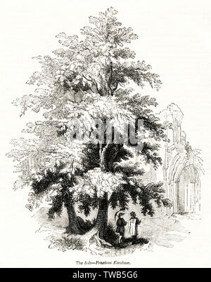 Ash tree (Fraxinus Excelsior) Stock Photo