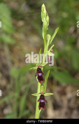 Ophrys insectifera, Fly orchid, Fliegen-Ragwurz Stock Photo