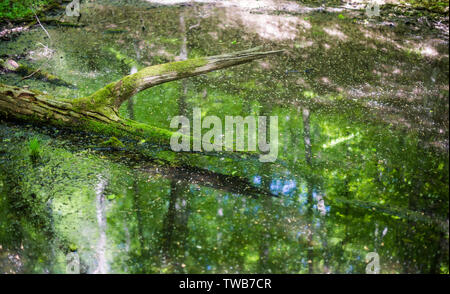 Swamp in the forest. Mossy tree protrudes above the water surface. Stock Photo