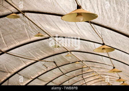 Greenhouse with lighting lamps and light bulbs above the roof truss for industrial growing of strawberry.  Lamp is hanging on the on the ceiling. Stock Photo