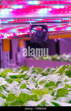 Ventilator and special LED lights belts above lettuce in aquaponics ...