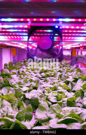 Special LED lights belts above basil herb in aquaponics system ...