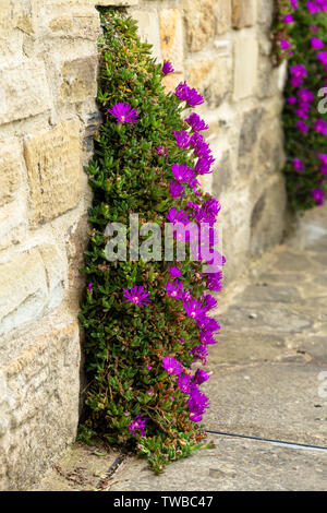 Purple flowering Ice Plant growing in a wall. Stock Photo