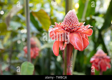 A beautiful red torch ginger flower blossom among green foliage in a tropical garden in hawaii Stock Photo