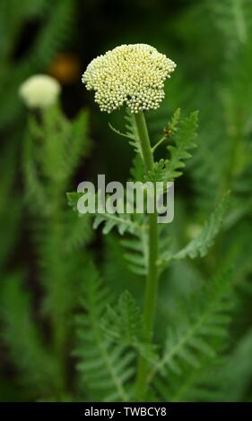 Achillea filipendulina Gold Plate Stock Photo