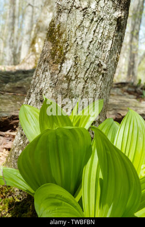 Indian Poke - Veratrum veride - on the side of Lowes Path in the New Hampshire White Mountains during the spring months. Stock Photo