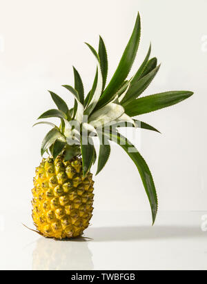 Growing pineapple plant hi-res stock photography and images - Alamy