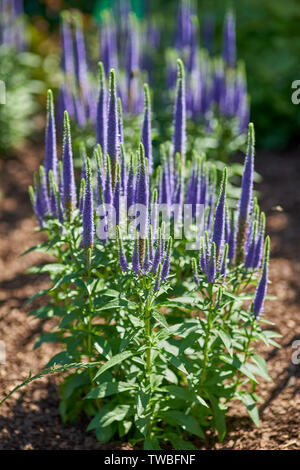 Veronica spicata 'Glory' in full bloom spiked speedwell Pseudolysimachion spicatum Stock Photo