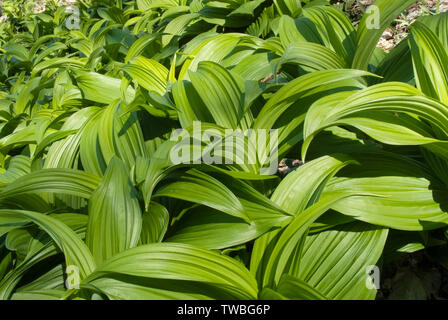 Indian Poke - Veratrum veride - on the side of the Appalachian Trail, near Mount Cube, in New Hampshire during the spring months. Stock Photo