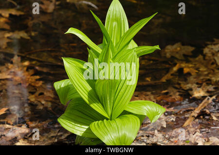 Indian Poke - Veratrum veride - in the New Hampshire USA. Stock Photo