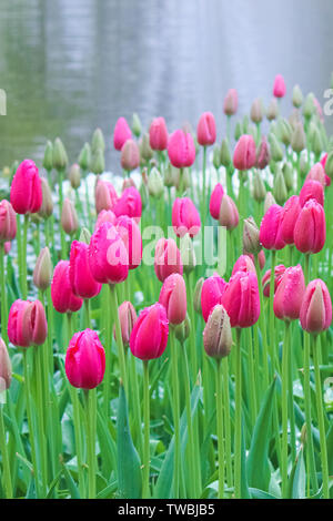 Vertical picture of fuchsia tulips taken on a misty morning in fog and rain. Raindrops on tulip flowers and in background. White light. Beautiful nature, flower. Dutch tulips. Stock Photo