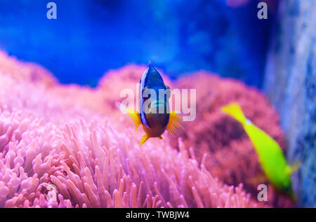 Closeup of a blue tang surgeonfish, popular tropical aquarium pet, exotic fish from the pacific ocean. Stock Photo