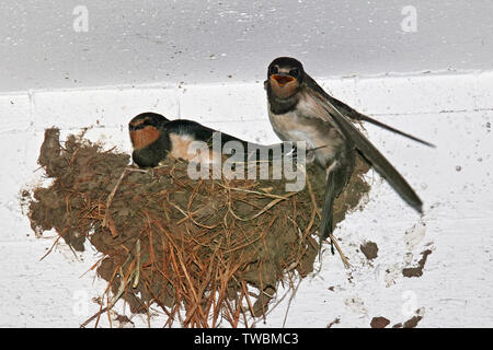 young swallows in their nest, hirundo rustica Stock Photo