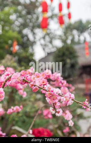 Bamboo forest plum blossom meadow road in spring in Chengdu, China