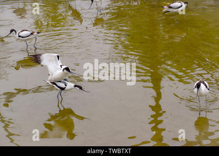 Säbelschnäbler Wasservogel mit dünnem Schnabel im Wasser Säbelschnäbler Wasservogel mit dünnem Schnabel im Wasser