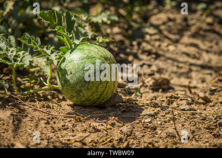 Watermelon, Citrullus lanatus, growing in a vegetable garden.. Stock Photo