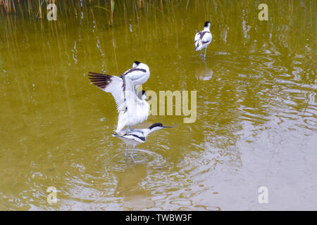 Säbelschnäbler Wasservogel mit dünnem Schnabel im Wasser