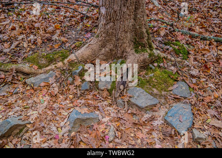Tree trunk with rocks and fallen leaves on a trail in autumn Stock Photo