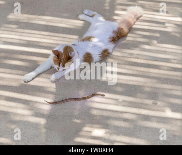 Domestic cat caught a small venomous viper. Stock Image Stock Photo