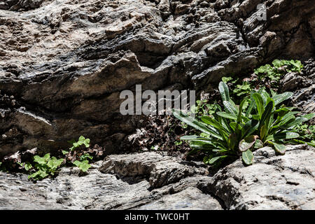 Several plants that took root in a crack of a rock and there grew up ...