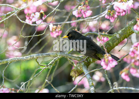 Spring scenic with a blackbird sitting in a flowering cherry tree Stock Photo