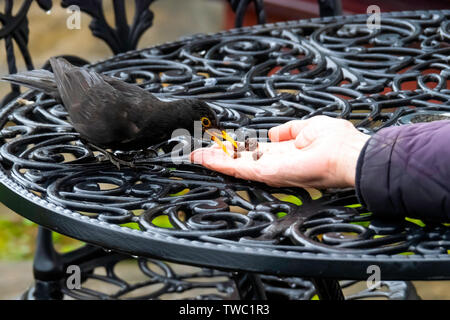 A male Blackbird Turdus Merula which has learned to take raisins from a gardeners hand, particularly to feed chicks in the nesting season Stock Photo