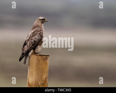 Common buzzard (Buteo buteo) perched on wooded post, North Uist, Outer Hebrides, Scotland Stock Photo