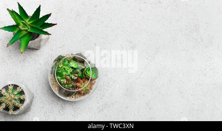 Glass florarium vases with succulent plants and small cactuses in pots on concrete background, top view, copy space. Green home decor concept Stock Photo